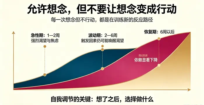 **戒断期时间线与自我调节信息图** 用三阶段恢复曲线说明急性期、波动期、恢复期的特征,强调允许想念但不跟随破坏性行动,训练新的反应路径。
